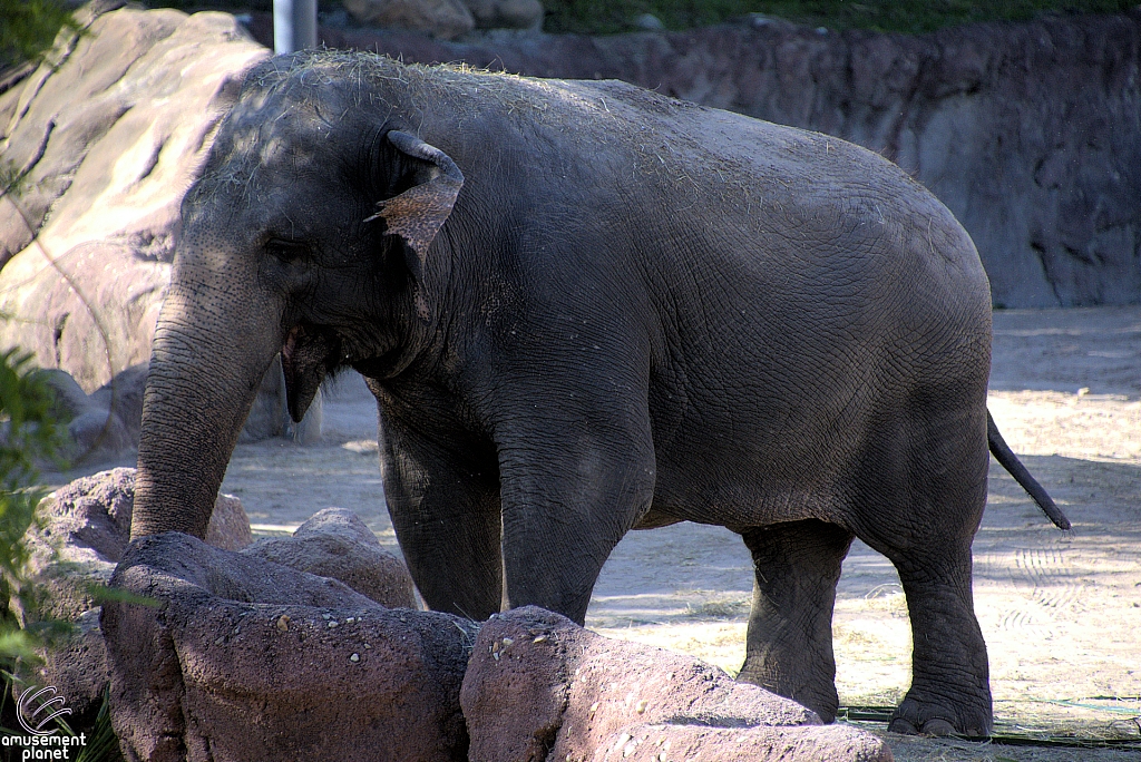 Busch Gardens Tampa