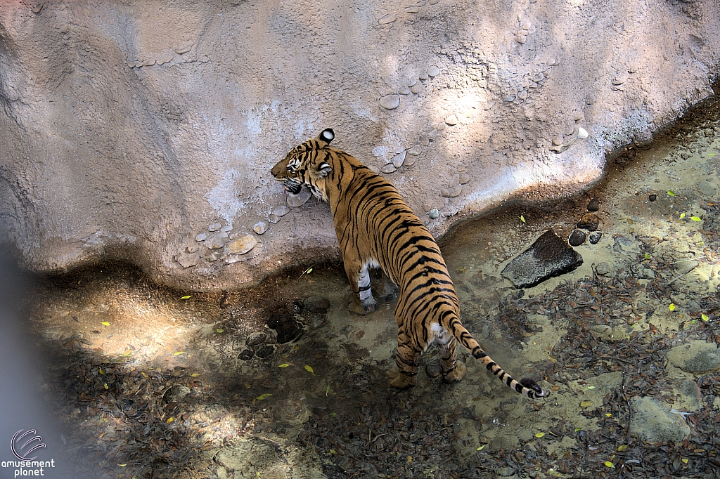 Busch Gardens Tampa