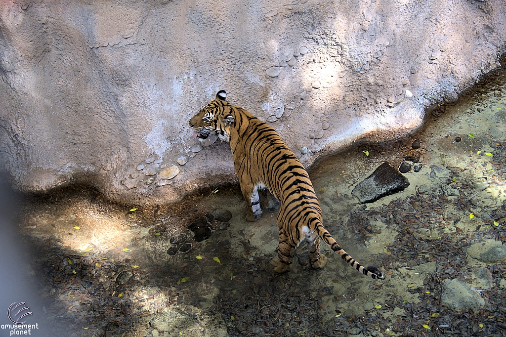 Busch Gardens Tampa