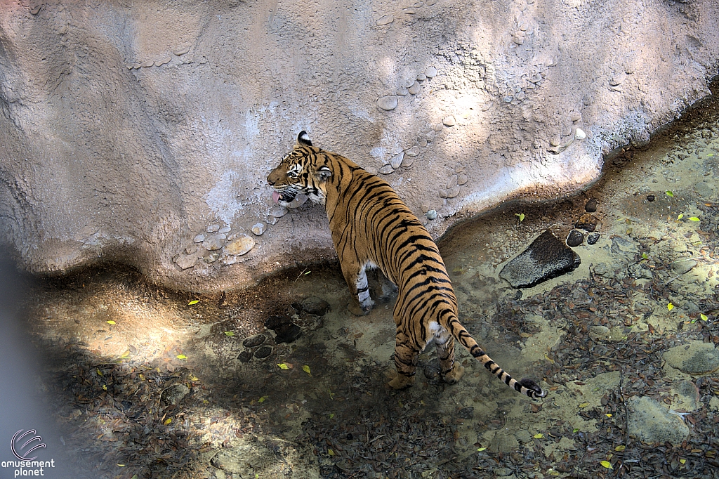 Busch Gardens Tampa