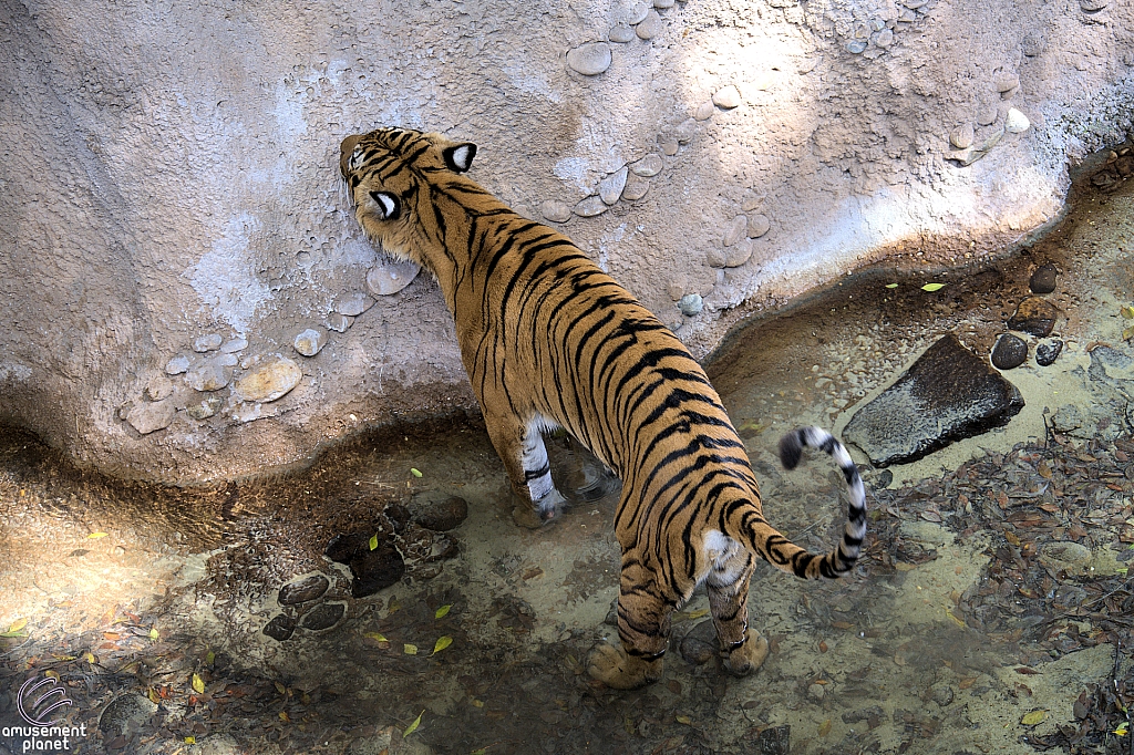 Busch Gardens Tampa