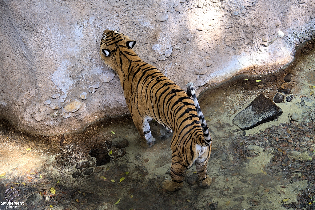 Busch Gardens Tampa
