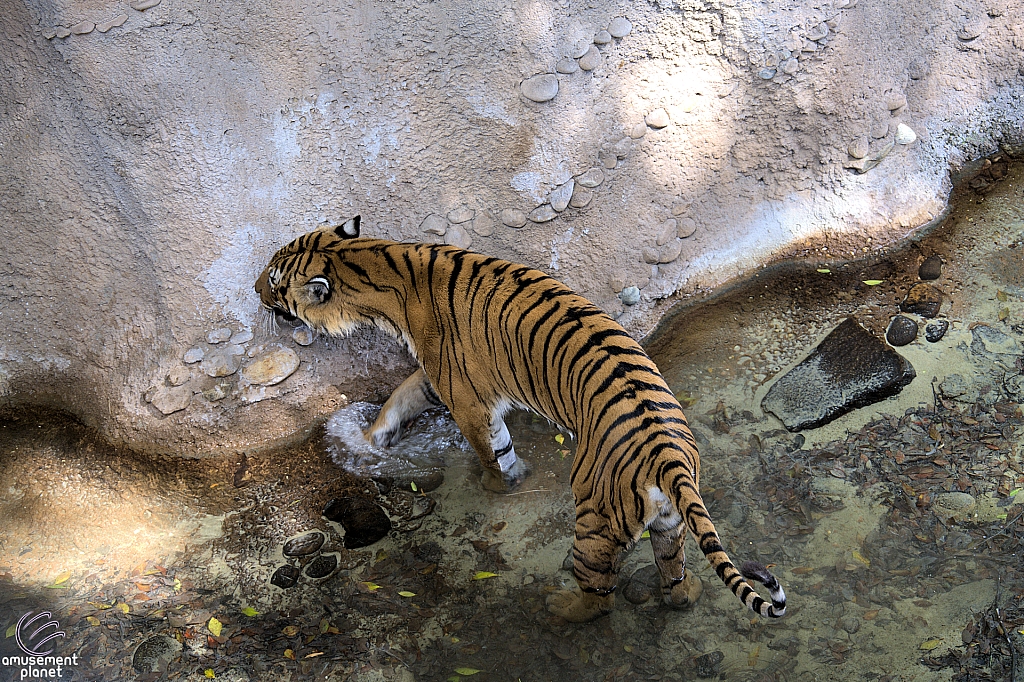 Busch Gardens Tampa