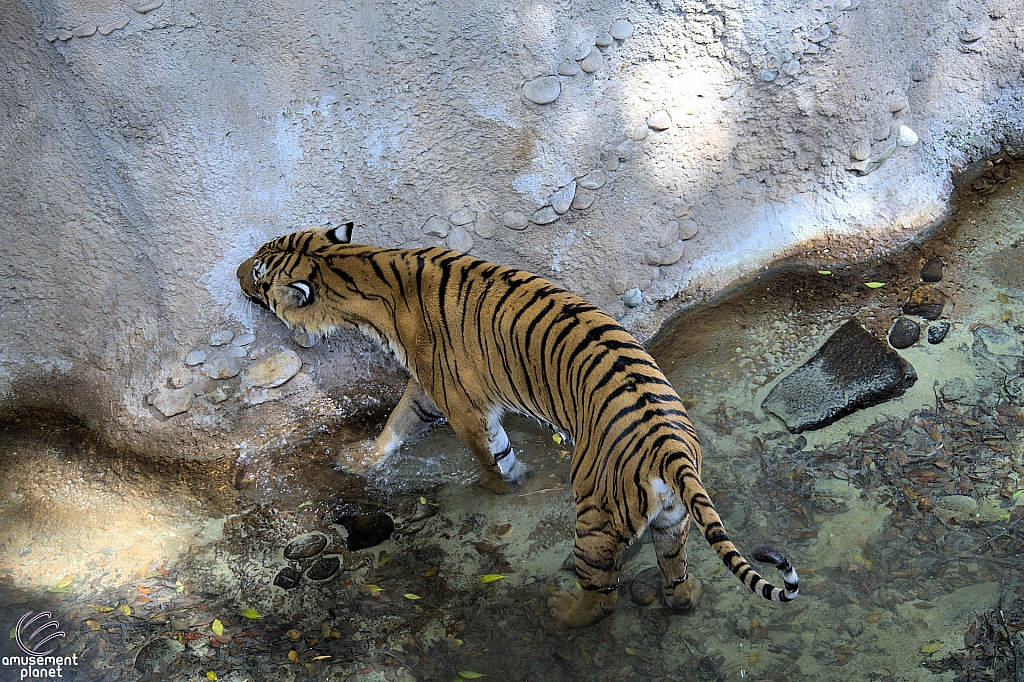 Busch Gardens Tampa