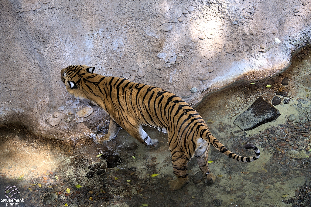 Busch Gardens Tampa