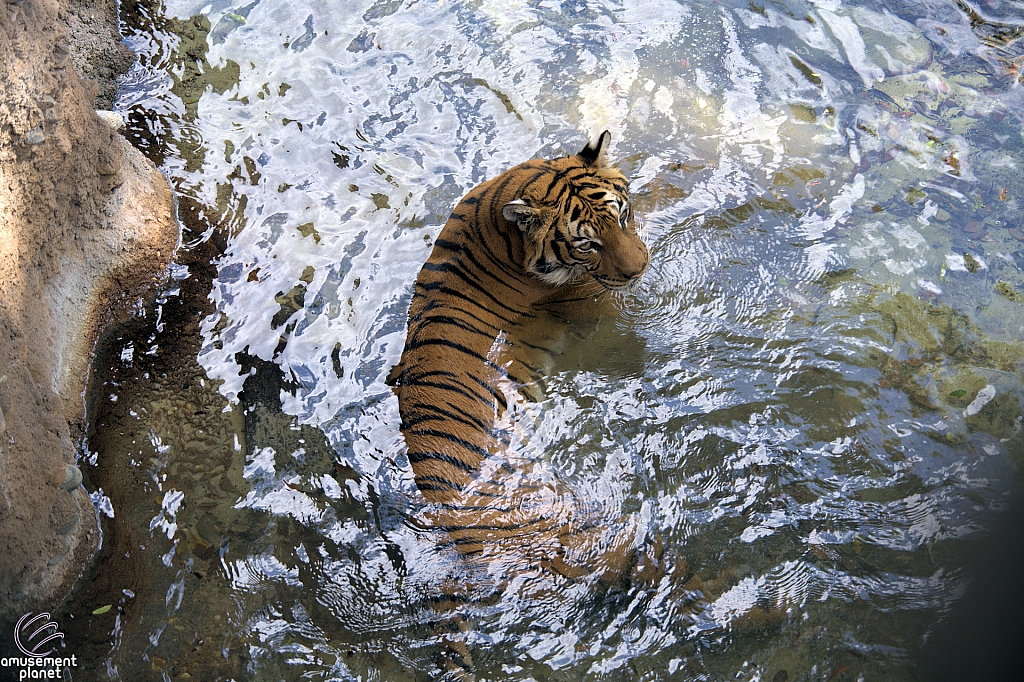 Busch Gardens Tampa