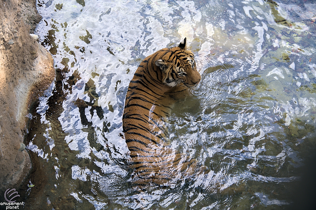 Busch Gardens Tampa
