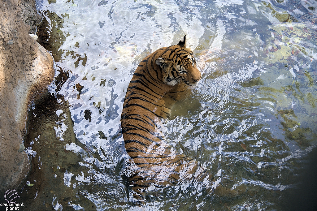 Busch Gardens Tampa
