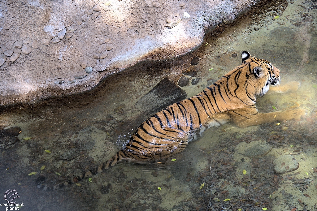 Busch Gardens Tampa