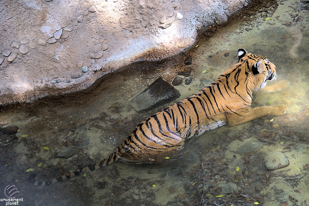 Busch Gardens Tampa
