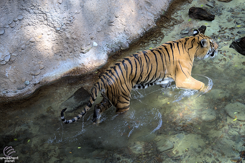 Busch Gardens Tampa