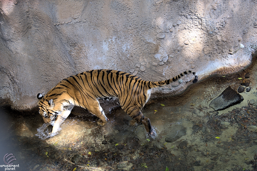 Busch Gardens Tampa
