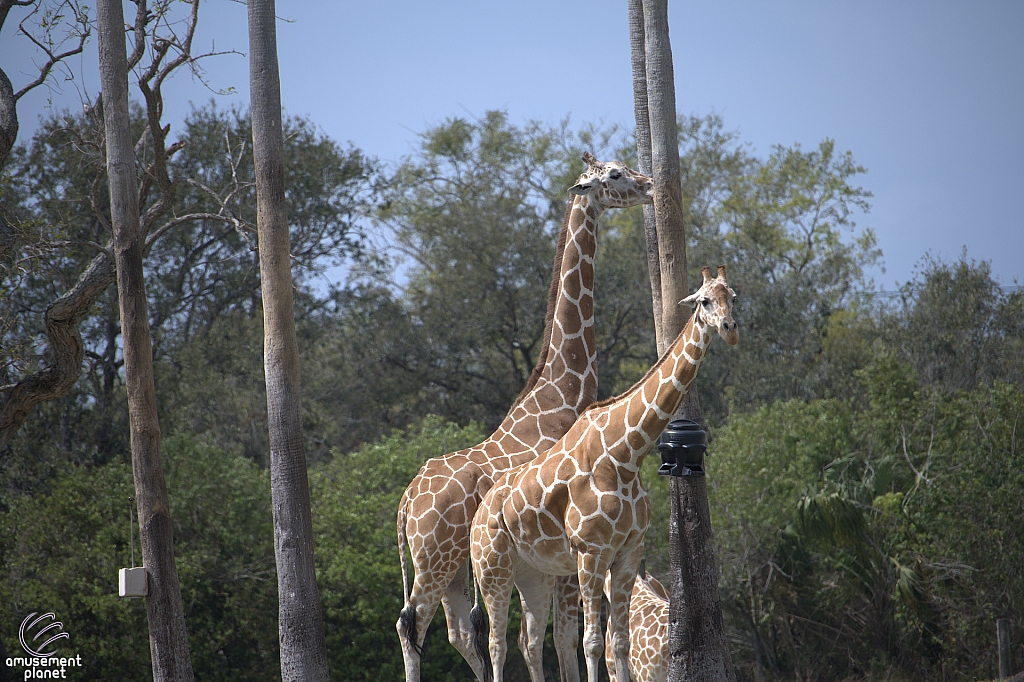 Busch Gardens Tampa