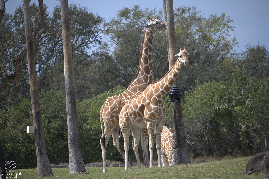Busch Gardens Tampa