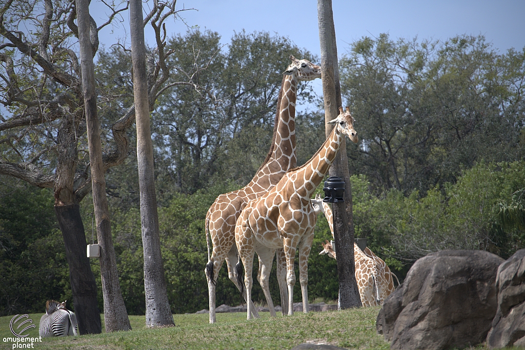 Busch Gardens Tampa