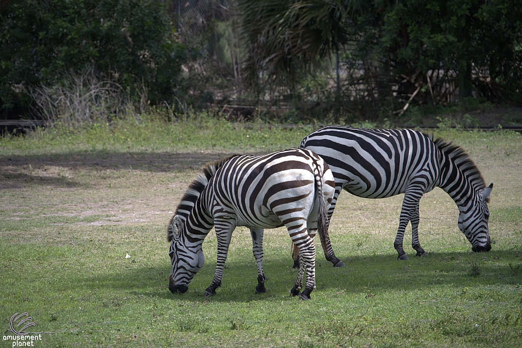 Busch Gardens Tampa