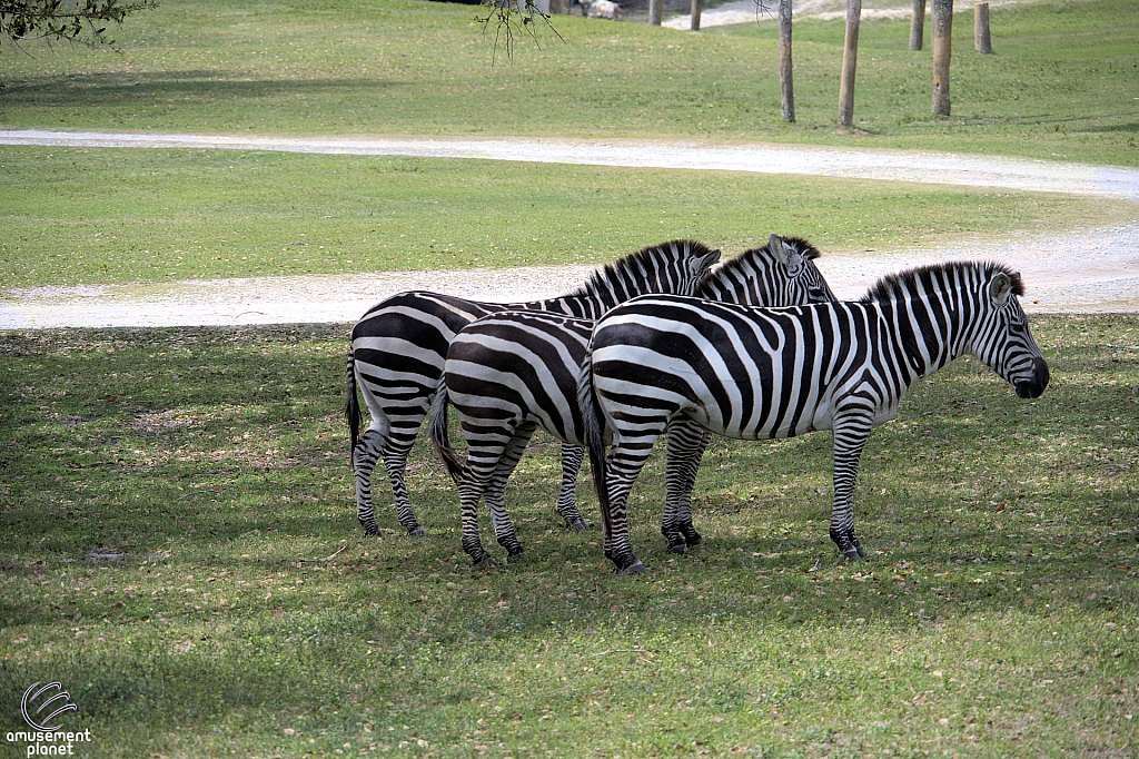 Busch Gardens Tampa