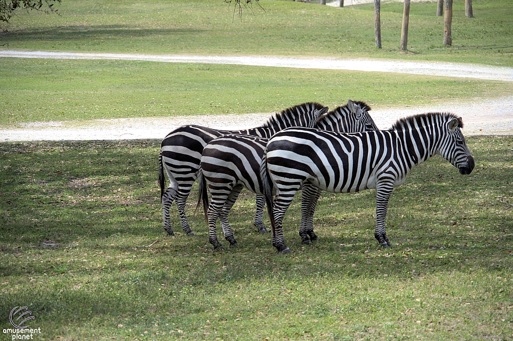 Busch Gardens Tampa