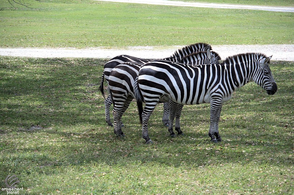 Busch Gardens Tampa