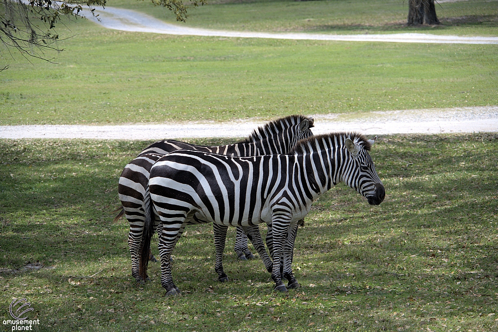 Busch Gardens Tampa