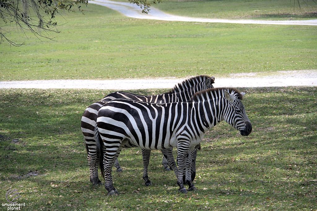 Busch Gardens Tampa