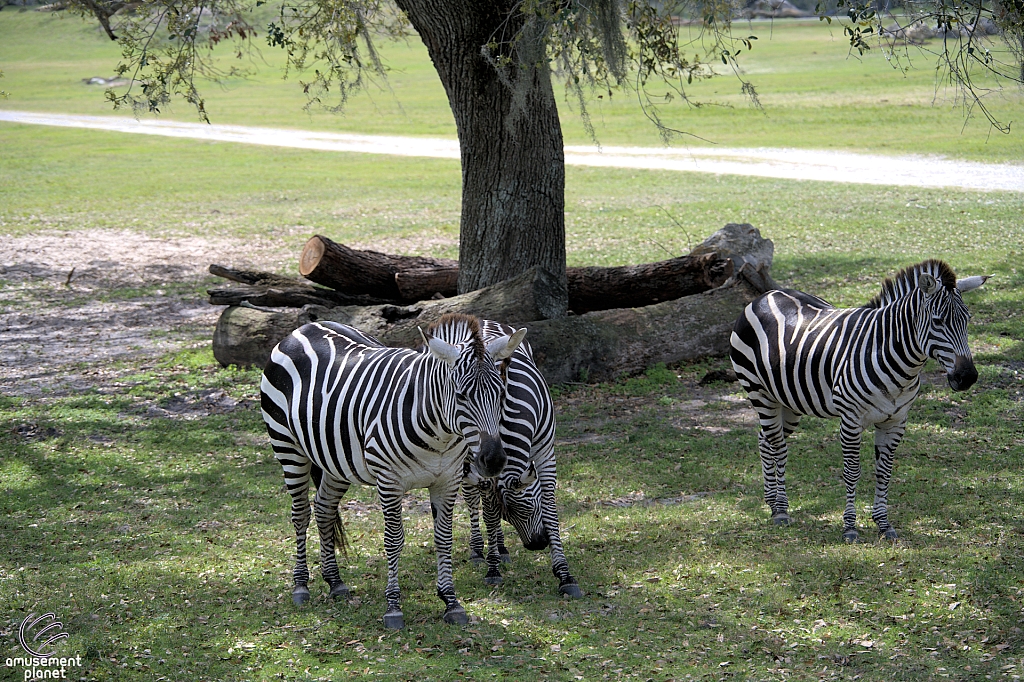 Busch Gardens Tampa