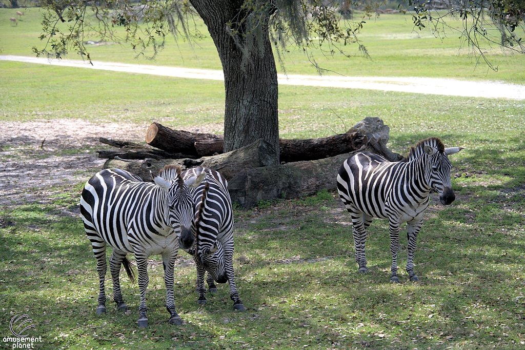 Busch Gardens Tampa