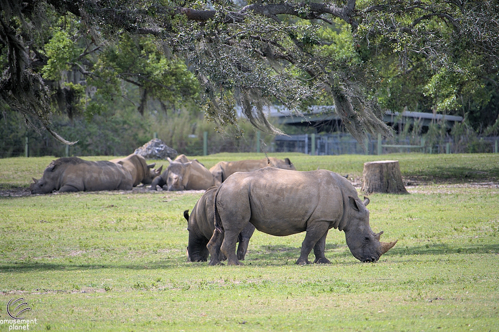 Busch Gardens Tampa