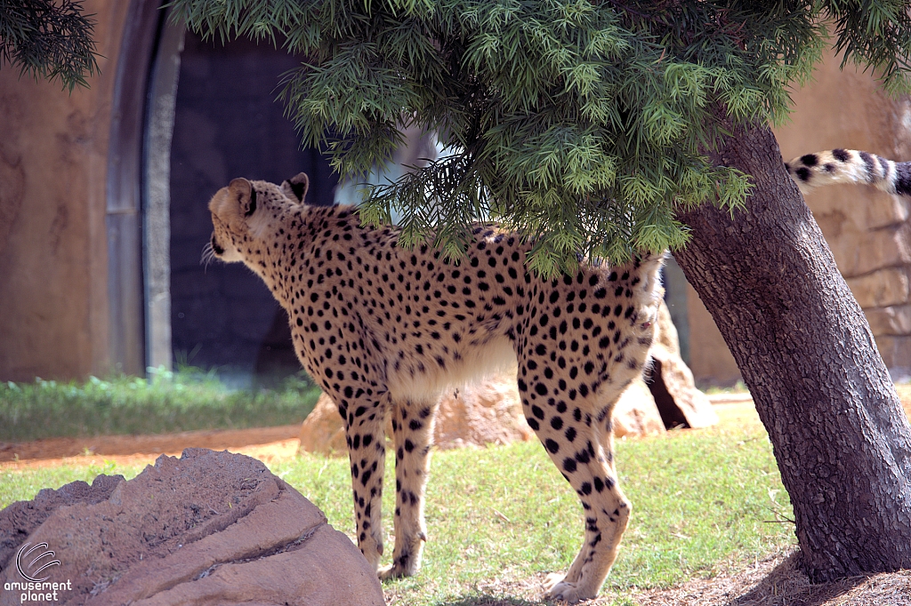 Busch Gardens Tampa
