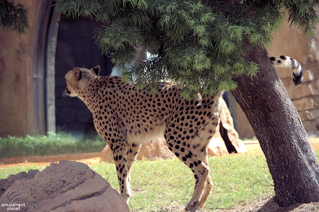 Busch Gardens Tampa