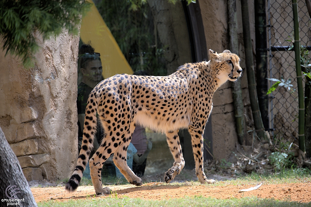 Busch Gardens Tampa