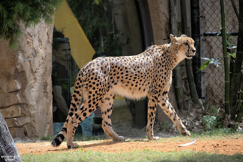 Busch Gardens Tampa