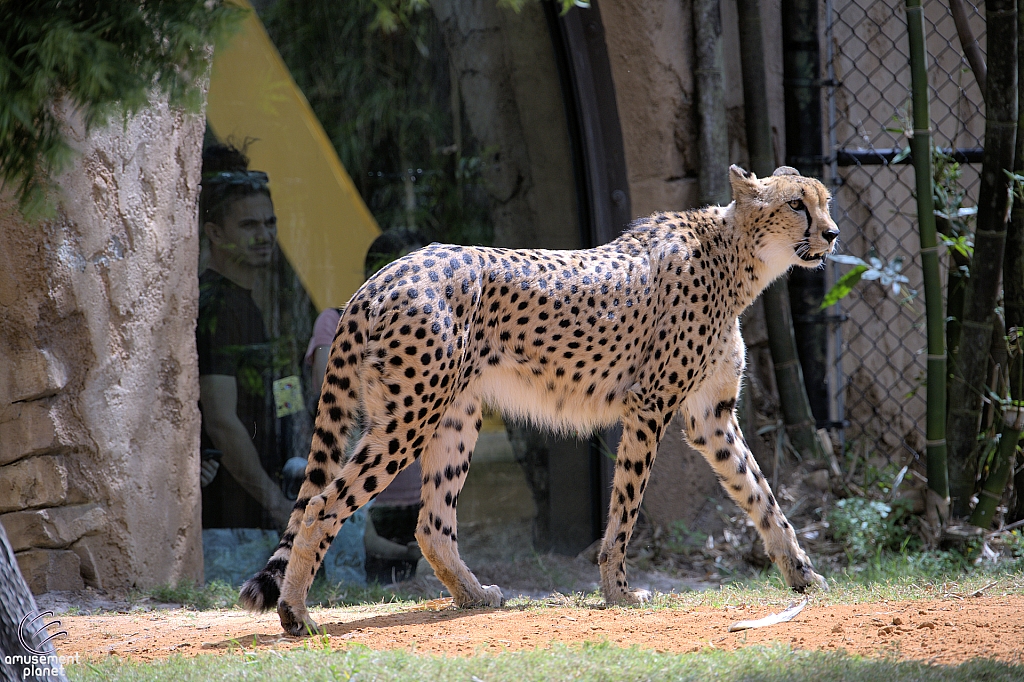Busch Gardens Tampa