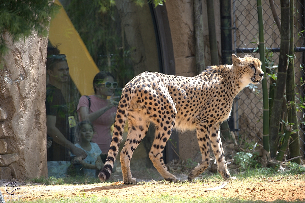 Busch Gardens Tampa