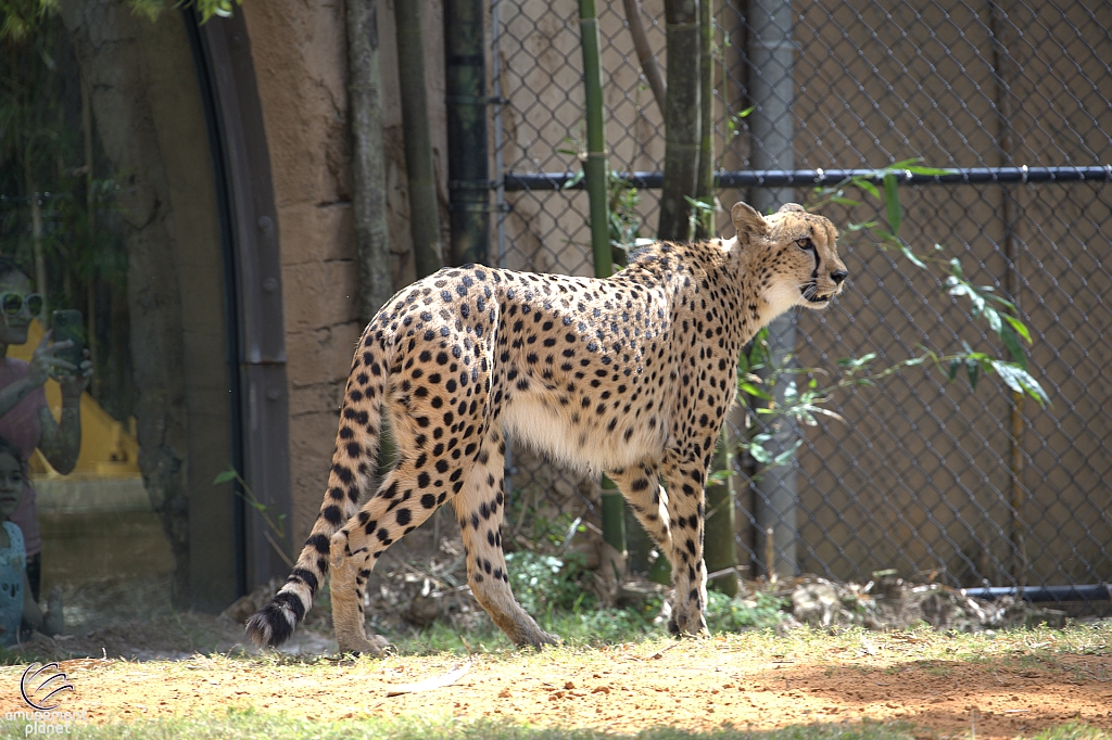 Busch Gardens Tampa