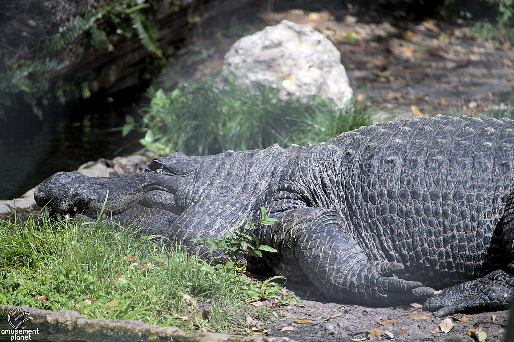 Busch Gardens Tampa