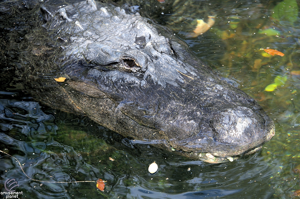 Busch Gardens Tampa