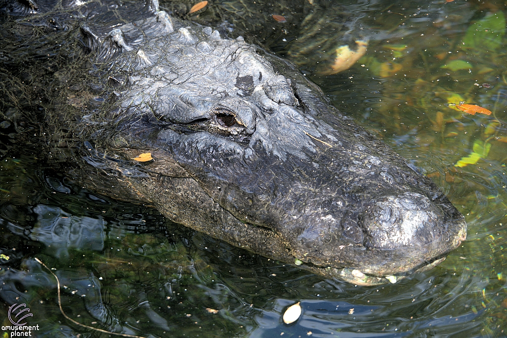 Busch Gardens Tampa