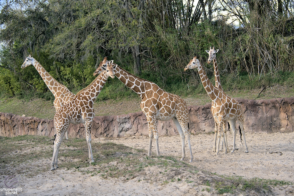 Busch Gardens Tampa
