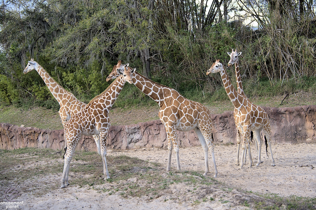 Busch Gardens Tampa