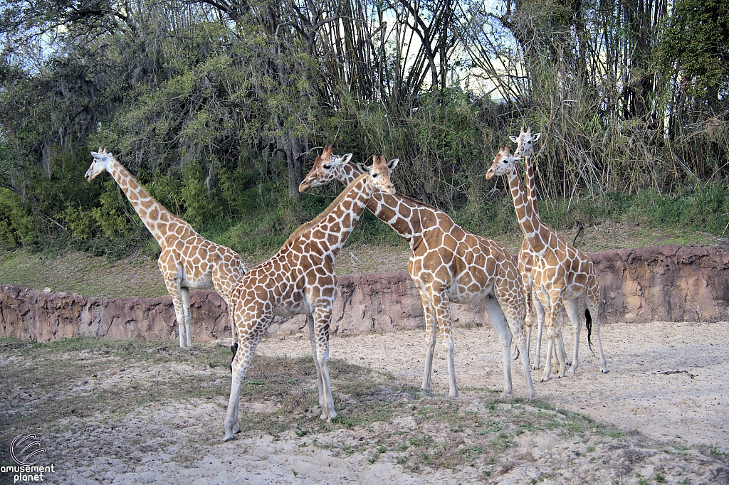 Busch Gardens Tampa