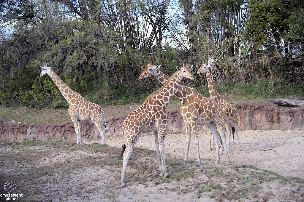 Busch Gardens Tampa