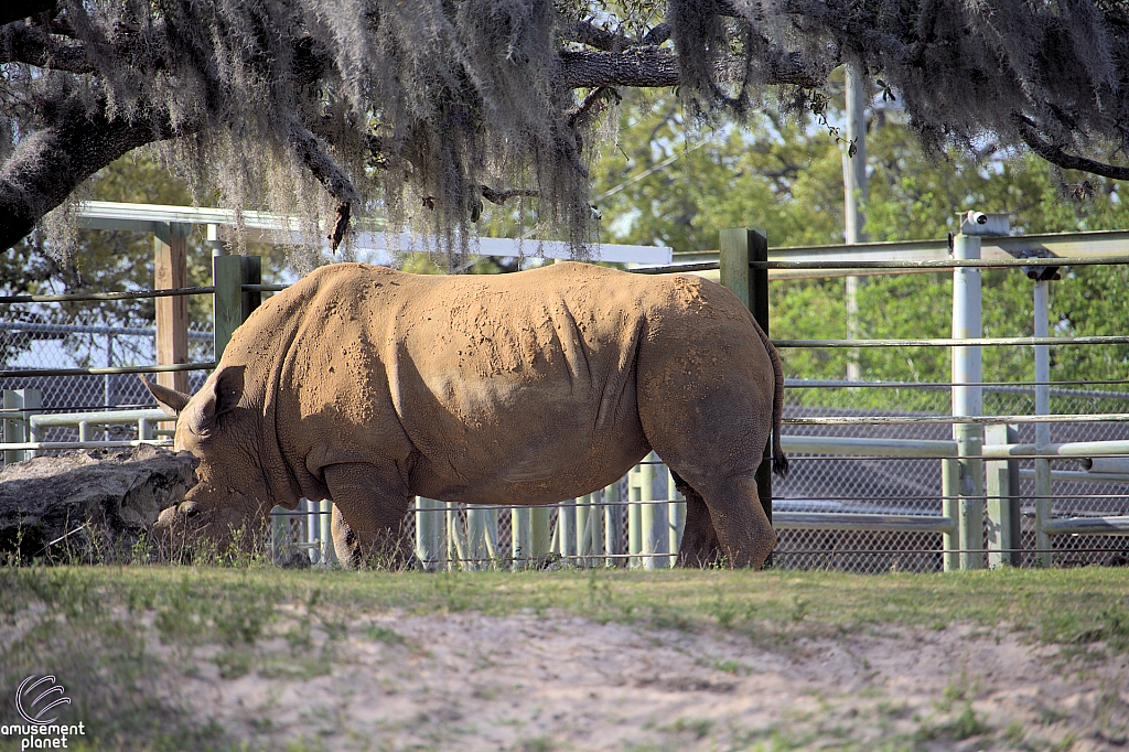 Busch Gardens Tampa