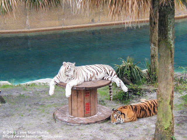Busch Gardens Tampa