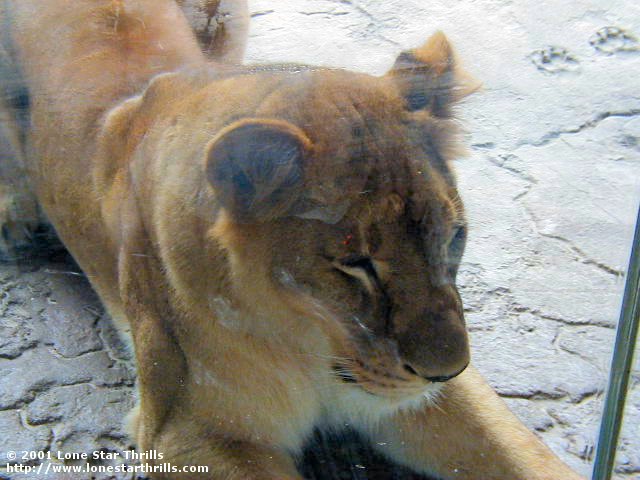 Busch Gardens Tampa