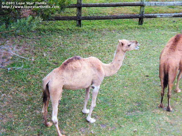 Busch Gardens Tampa
