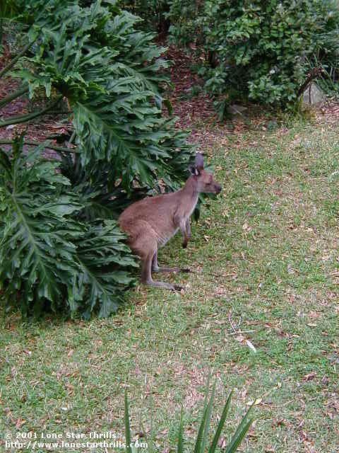 Busch Gardens Tampa