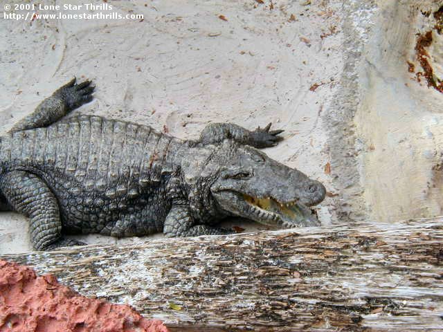 Busch Gardens Tampa