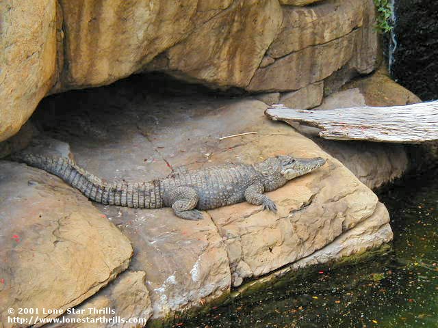 Busch Gardens Tampa