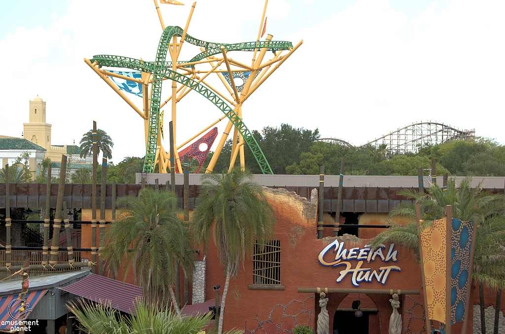 Cheetah Hunt